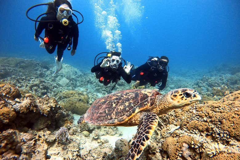 Una tortuga en el Mar Rojo